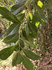 Ocotea floribunda