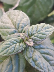 Mentha