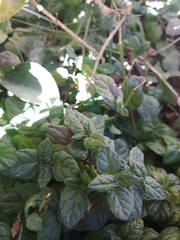 Mentha