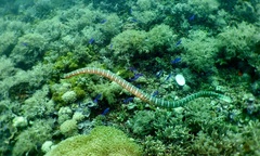 Laticauda semifasciata