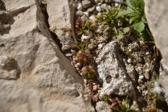 Saxifraga tridactylites