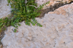 Galium murale