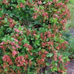 Terminalia phanerophlebia
