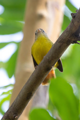 Erythrocercus livingstonei