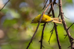 Erythrocercus livingstonei