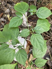 Capsicum annuum glabriusculum