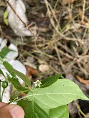 Capsicum annuum glabriusculum
