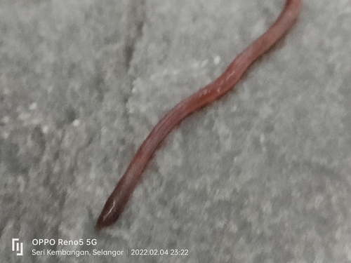 Asian blue worm