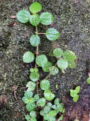 Pilea nummulariifolia