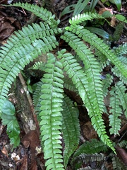 Adiantum pyramidale