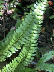 Adiantum pyramidale
