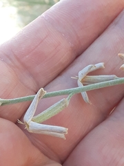 Brassicaceae
