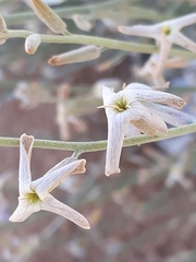 Brassicaceae