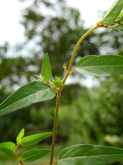 Microstachys corniculata