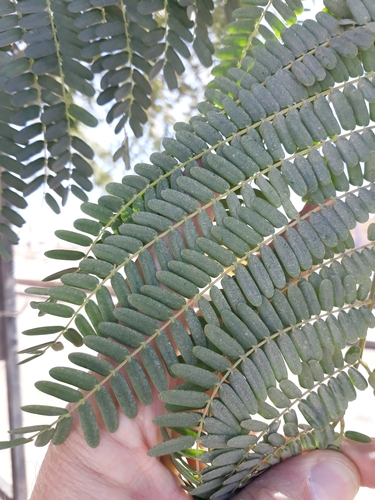 Tamarind