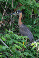 Gorsachius leuconotus