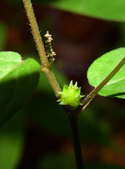 Microstachys corniculata