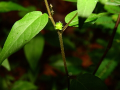Microstachys corniculata