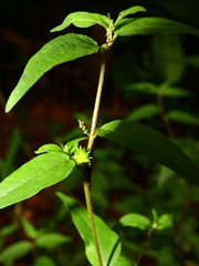 Microstachys corniculata