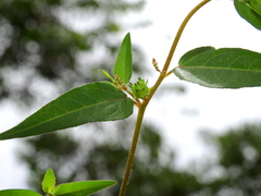 Microstachys corniculata