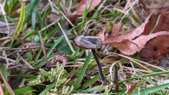 Auriscalpium vulgare