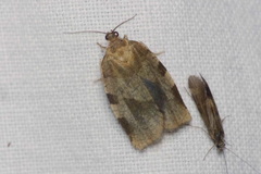 Choristoneura hebenstreitella