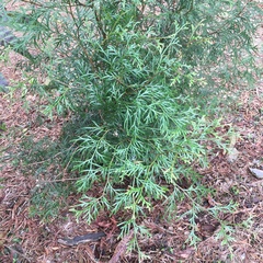 Calocedrus macrolepis