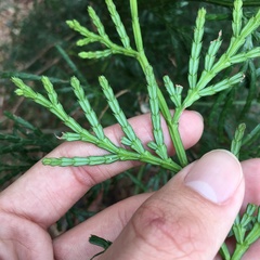 Calocedrus macrolepis