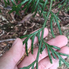 Calocedrus macrolepis