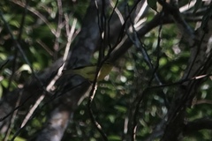 Phylloscopus hainanus
