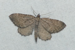 Philereme vetulata