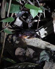 Neotiwaripotamon jianfengense