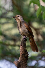Cichladusa arquata