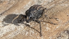 Psapharus infaustus