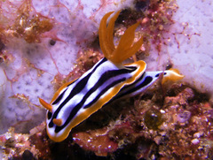 Chromodoris strigata