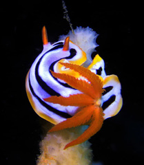 Chromodoris strigata