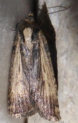 Abagrotis nanalis