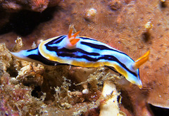 Chromodoris strigata