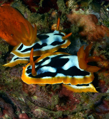 Chromodoris strigata