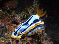 Chromodoris strigata