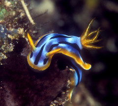 Chromodoris strigata