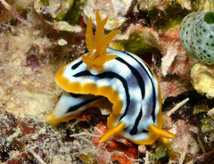 Chromodoris strigata