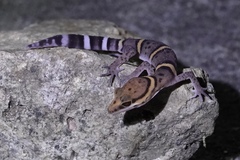 Goniurosaurus bawanglingensis