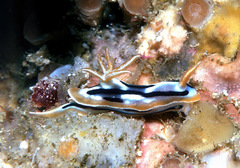Chromodoris strigata