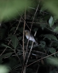 Cyornis hainanus