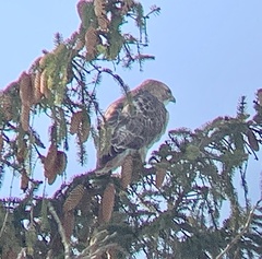 Buteo jamaicensis