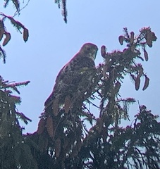 Buteo jamaicensis