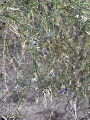 Psorothamnus emoryi arenarius