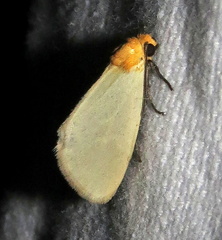 Chrysoecia thoracica