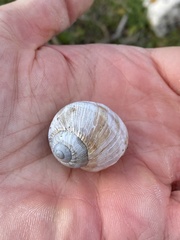 Helix figulina